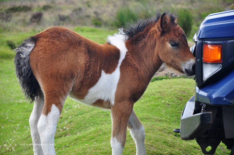 Dartmoor Ponys
