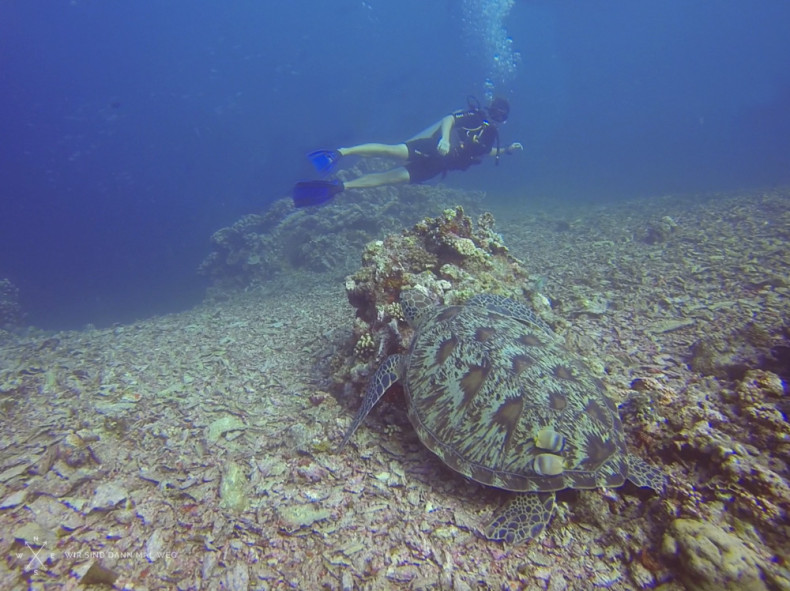 Tauchen auf Gili Trawangan