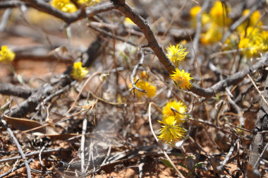 Der Kalbarri Nationalpark