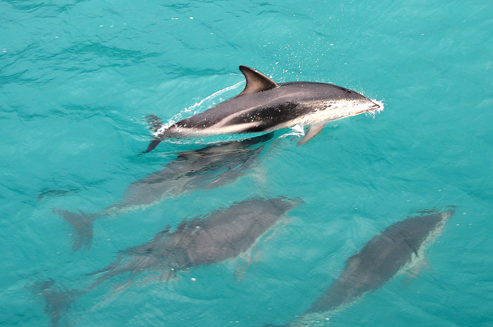 Schwimmen mit Dusky Dolphins – Kaikoura