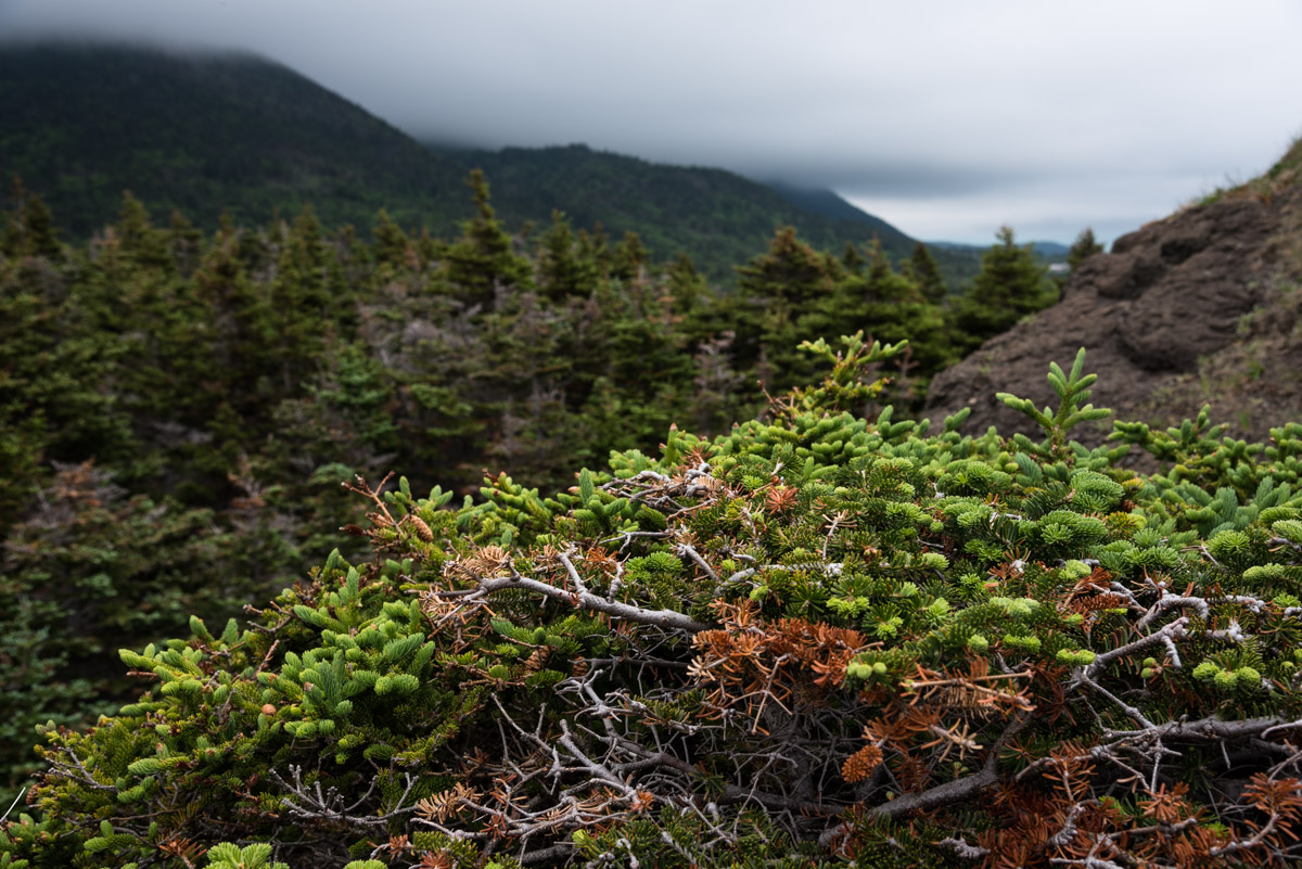 Bottle Cove Hiking Trail