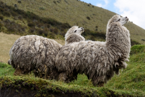 Erste Lamas auf unserer Reise