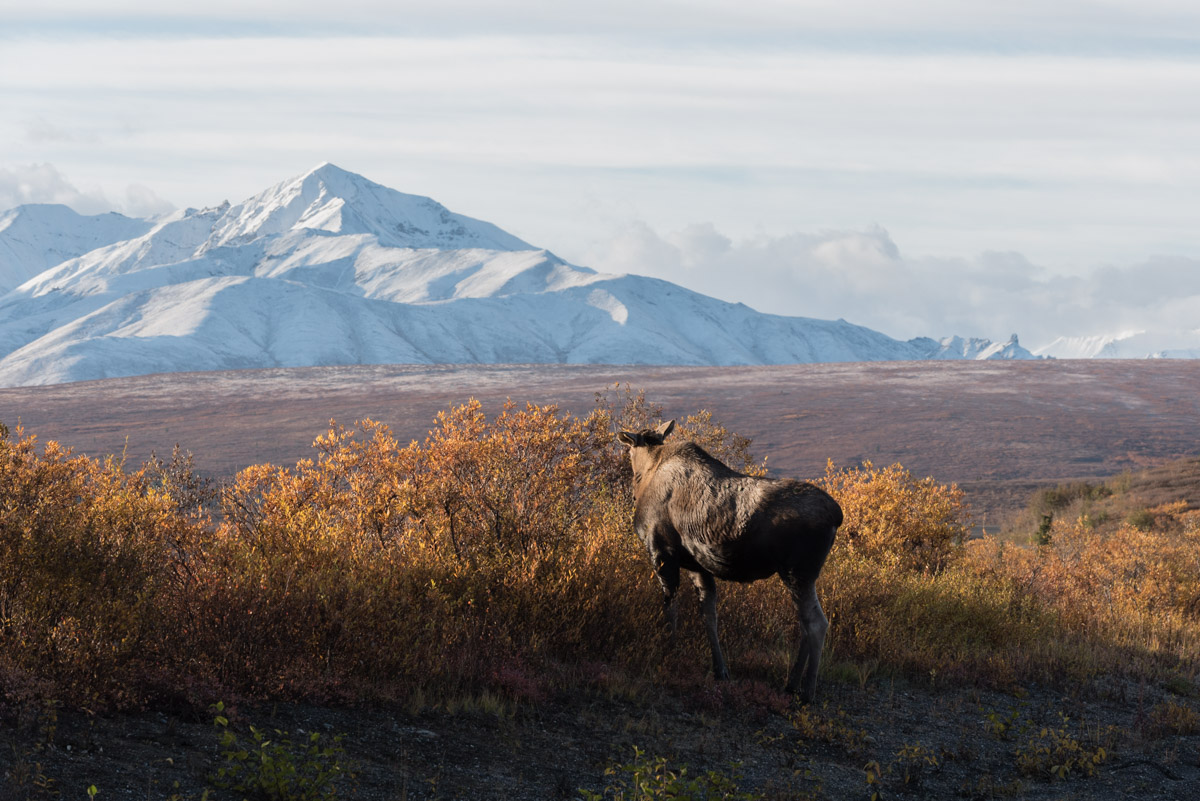 Ein Moose im Nationalpark
