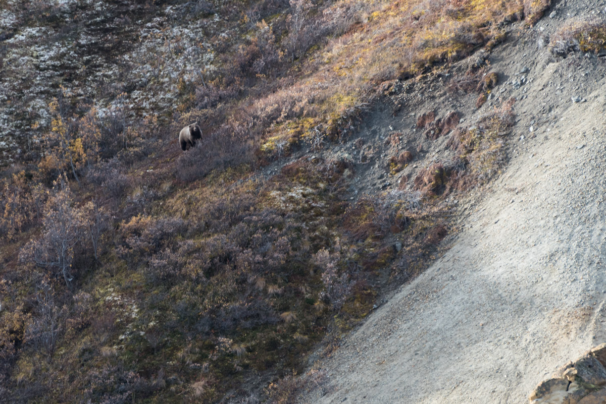 Ein Grizzlybär