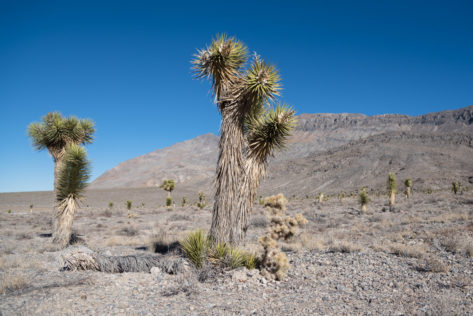 Joshua Tree im Death Valley