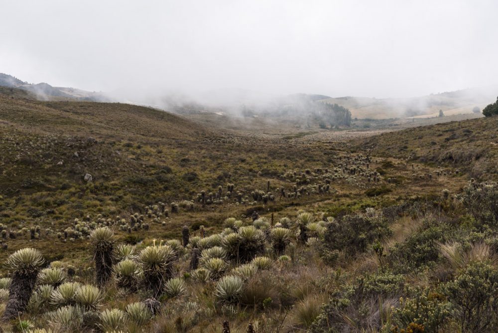 Frailejonés im Paramo