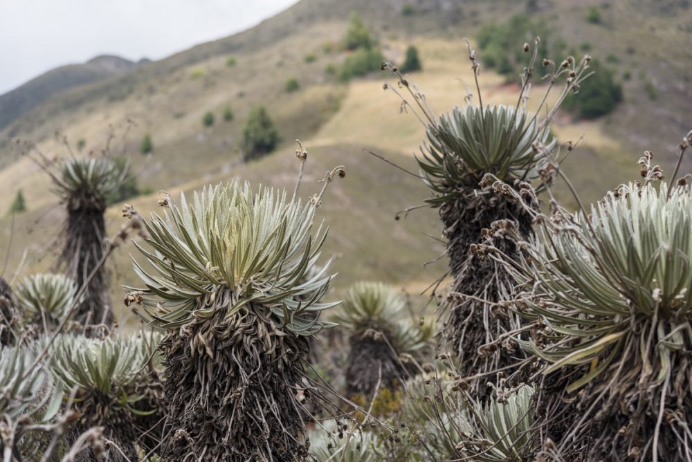 Frailejonés im Paramo