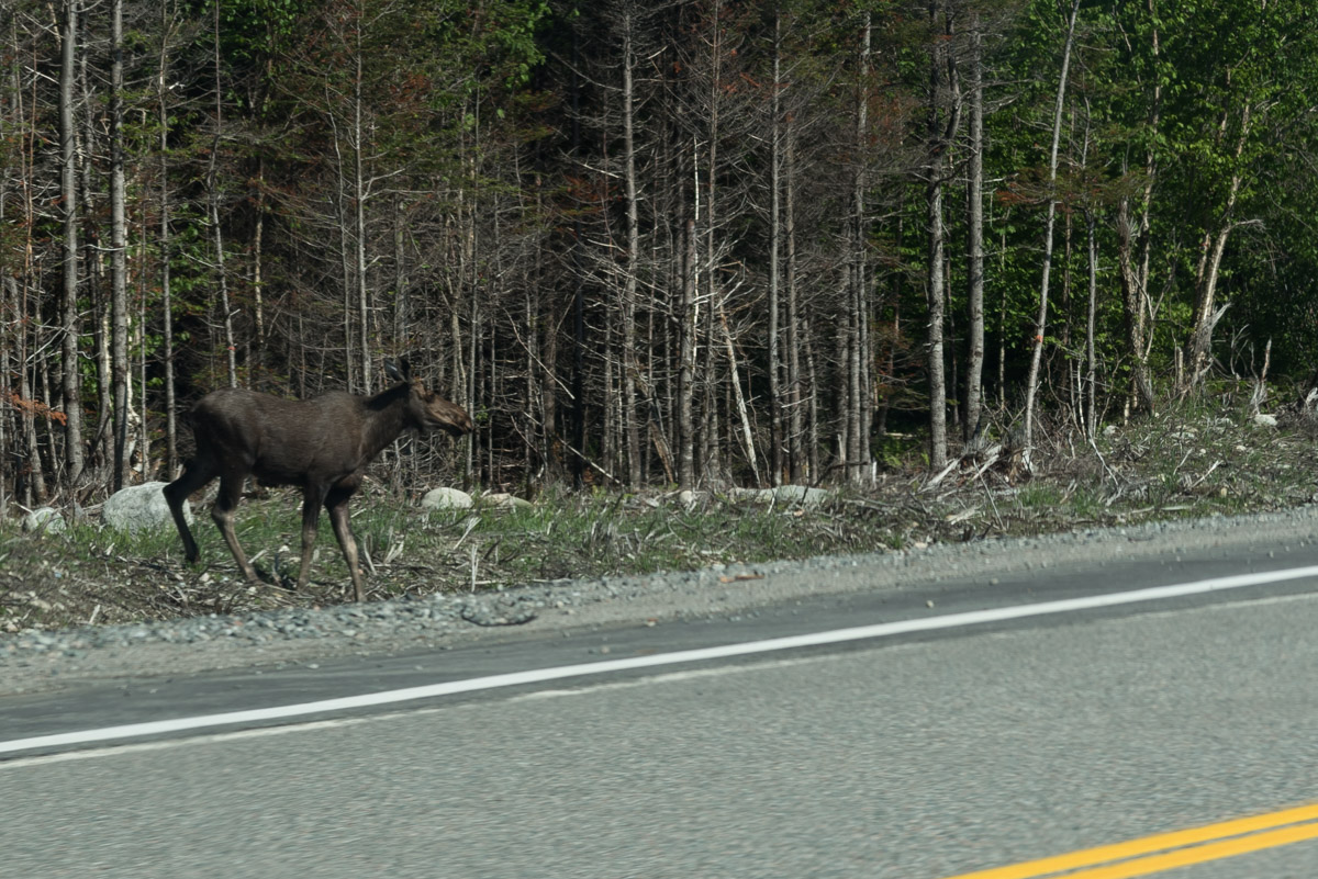 Moose!