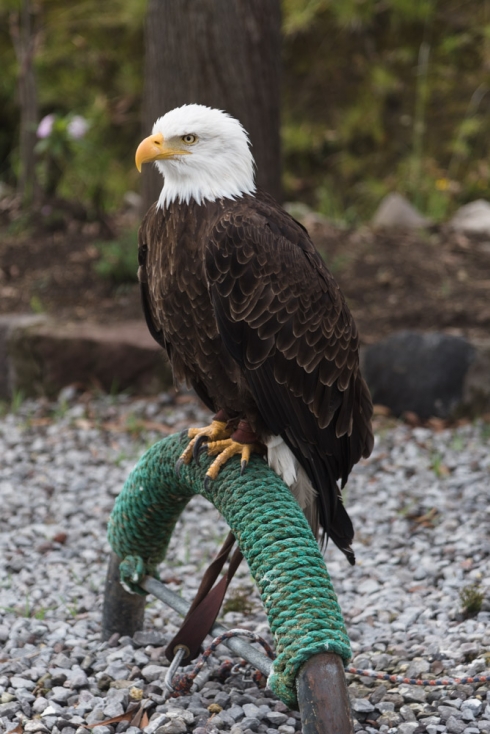 Parque Condor